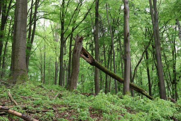 Holovousy, 19.5.2021
Dolní Mezihoří - zachovalá bučina v polesí Velká pískovna.
Keywords: Holovousy Dolní Mezihoří Velká pískovna bučina