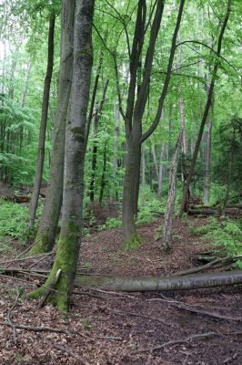 Holovousy, 19.5.2021
Dolní Mezihoří - zachovalá bučina v polesí Velká pískovna.
Klíčová slova: Holovousy Dolní Mezihoří Velká pískovna bučina