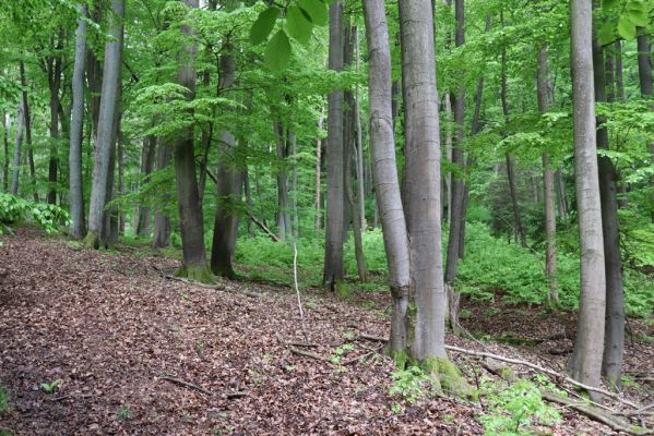 Holovousy, 19.5.2021
Dolní Mezihoří - zachovalá bučina v polesí Velká pískovna.
Schlüsselwörter: Holovousy Dolní Mezihoří Velká pískovna bučina