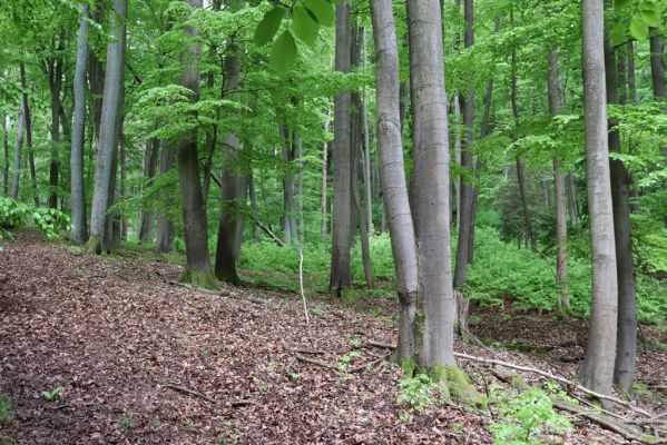 Holovousy, 19.5.2021
Dolní Mezihoří - zachovalá bučina v polesí Velká pískovna.
Klíčová slova: Holovousy Dolní Mezihoří Velká pískovna bučina