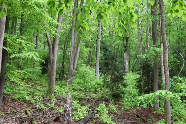 Holovousy, 19.5.2021
Dolní Mezihoří - zachovalá bučina v polesí Velká pískovna.
Schlüsselwörter: Holovousy Dolní Mezihoří Velká pískovna bučina