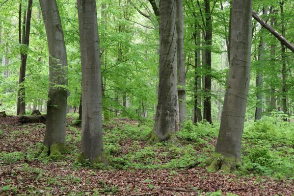 Holovousy, 19.5.2021
Dolní Mezihoří - zachovalá bučina v polesí Velká pískovna.
Keywords: Holovousy Dolní Mezihoří Velká pískovna bučina