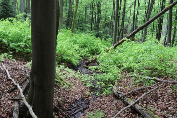 Holovousy, 19.5.2021
Dolní Mezihoří - zachovalá bučina v polesí Velká pískovna.
Mots-clés: Holovousy Dolní Mezihoří Velká pískovna bučina