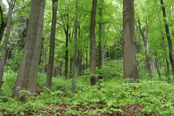 Holovousy, 19.5.2021
Dolní Mezihoří - zachovalá bučina v polesí Velká pískovna.
Klíčová slova: Holovousy Dolní Mezihoří Velká pískovna bučina