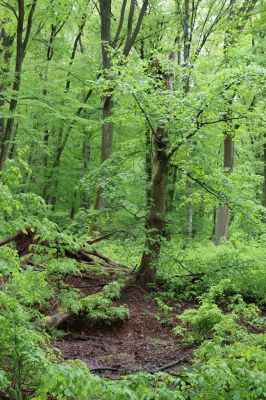 Holovousy, 19.5.2021
Dolní Mezihoří - zachovalá bučina v polesí Velká pískovna.
Klíčová slova: Holovousy Dolní Mezihoří Velká pískovna bučina