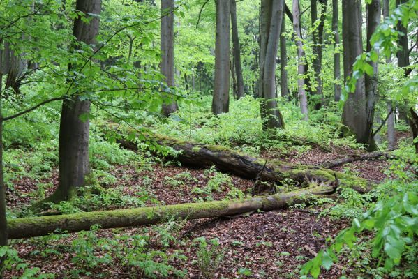 Holovousy, 19.5.2021
Dolní Mezihoří - zachovalá bučina v polesí Velká pískovna.
Keywords: Holovousy Dolní Mezihoří Velká pískovna bučina