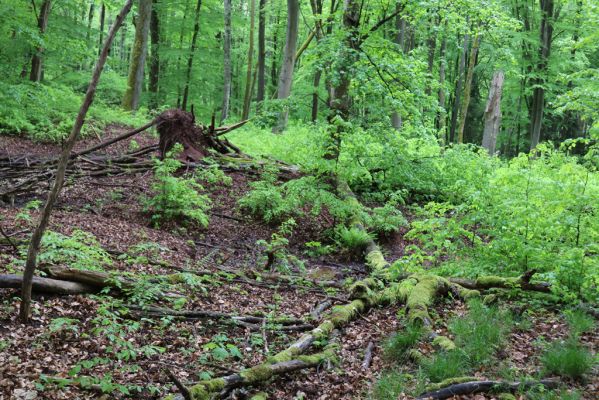 Holovousy, 19.5.2021
Dolní Mezihoří - zachovalá bučina v polesí Velká pískovna.
Klíčová slova: Holovousy Dolní Mezihoří Velká pískovna bučina