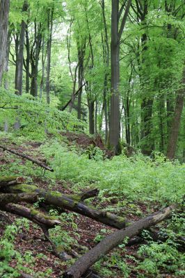 Holovousy, 19.5.2021
Dolní Mezihoří - zachovalá bučina v polesí Velká pískovna.
Klíčová slova: Holovousy Dolní Mezihoří Velká pískovna bučina