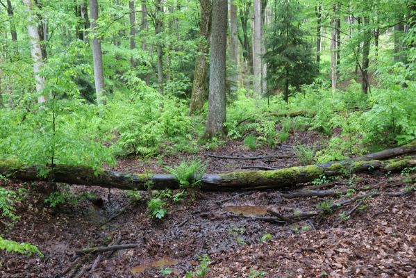 Holovousy, 19.5.2021
Dolní Mezihoří - zachovalá bučina v polesí Velká pískovna.
Klíčová slova: Holovousy Dolní Mezihoří Velká pískovna bučina