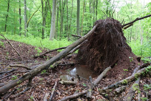 Holovousy, 19.5.2021
Dolní Mezihoří - zachovalá bučina v polesí Velká pískovna.
Klíčová slova: Holovousy Dolní Mezihoří Velká pískovna bučina