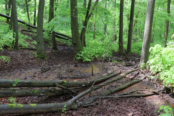 Holovousy, 19.5.2021
Dolní Mezihoří - zachovalá bučina v polesí Velká pískovna.
Klíčová slova: Holovousy Dolní Mezihoří Velká pískovna bučina