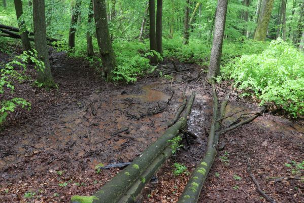 Holovousy, 19.5.2021
Dolní Mezihoří - zachovalá bučina v polesí Velká pískovna.
Mots-clés: Holovousy Dolní Mezihoří Velká pískovna bučina