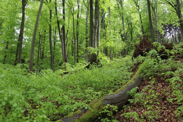 Holovousy, 19.5.2021
Dolní Mezihoří - zachovalá bučina v polesí Velká pískovna.
Klíčová slova: Holovousy Dolní Mezihoří Velká pískovna bučina