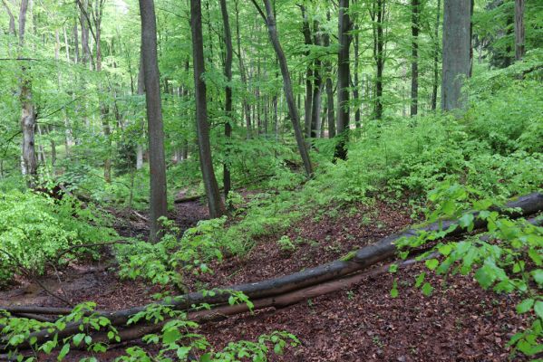 Holovousy, 19.5.2021
Dolní Mezihoří - zachovalá bučina v polesí Velká pískovna.
Klíčová slova: Holovousy Dolní Mezihoří Velká pískovna bučina