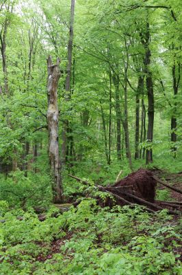 Holovousy, 19.5.2021
Dolní Mezihoří - zachovalá bučina v polesí Velká pískovna.
Keywords: Holovousy Dolní Mezihoří Velká pískovna bučina