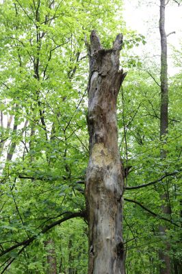 Holovousy, 19.5.2021
Dolní Mezihoří - zachovalá bučina v polesí Velká pískovna.
Keywords: Holovousy Dolní Mezihoří Velká pískovna bučina