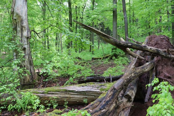 Holovousy, 19.5.2021
Dolní Mezihoří - zachovalá bučina v polesí Velká pískovna.
Klíčová slova: Holovousy Dolní Mezihoří Velká pískovna bučina