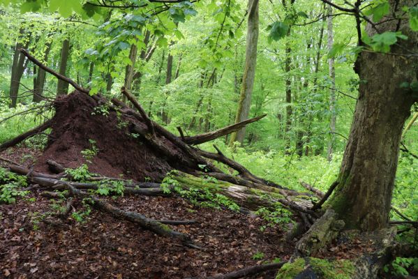 Holovousy, 19.5.2021
Dolní Mezihoří - zachovalá bučina v polesí Velká pískovna.
Klíčová slova: Holovousy Dolní Mezihoří Velká pískovna bučina