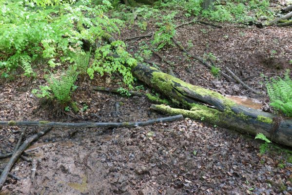 Holovousy, 19.5.2021
Dolní Mezihoří - zachovalá bučina v polesí Velká pískovna.
Keywords: Holovousy Dolní Mezihoří Velká pískovna bučina