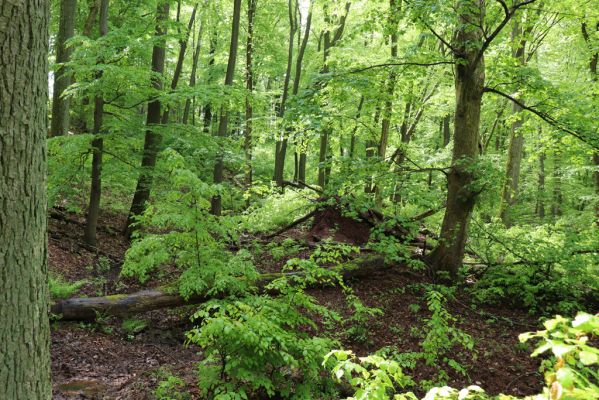 Holovousy, 19.5.2021
Dolní Mezihoří - zachovalá bučina v polesí Velká pískovna.
Klíčová slova: Holovousy Dolní Mezihoří Velká pískovna bučina