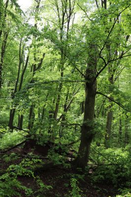 Holovousy, 19.5.2021
Dolní Mezihoří - zachovalá bučina v polesí Velká pískovna.
Klíčová slova: Holovousy Dolní Mezihoří Velká pískovna bučina