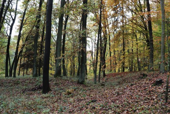 Holovousy, 31.10.2020
Obora Holovousy, západní část.
Klíčová slova: Holovousy obora
