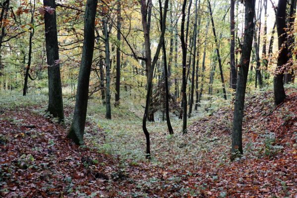 Holovousy, 31.10.2020
Obora Holovousy, západní část.
Schlüsselwörter: Holovousy obora