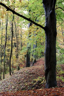 Holovousy, 31.10.2020
Obora Holovousy, západní část.
Klíčová slova: Holovousy obora