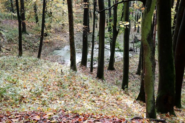 Holovousy, 31.10.2020
Obora Holovousy, západní část.
Klíčová slova: Holovousy obora
