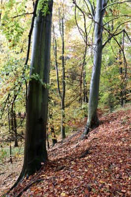 Holovousy, 31.10.2020
Obora Holovousy, západní část.
Klíčová slova: Holovousy obora