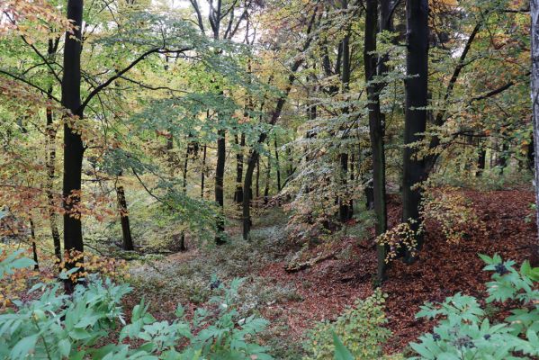 Holovousy, 31.10.2020
Obora Holovousy, západní část.
Klíčová slova: Holovousy obora