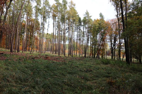 Holovousy, 31.10.2020
Obora Holovousy, lesní plantáže v severní části.
Klíčová slova: Holovousy obora