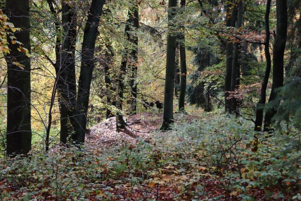 Holovousy, 31.10.2020
Obora Holovousy, západní část.
Mots-clés: Holovousy obora