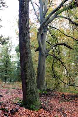 Holovousy, 31.10.2020
Obora Holovousy, hradiště - centrální část.
Klíčová slova: Holovousy obora hradiště Holovousy