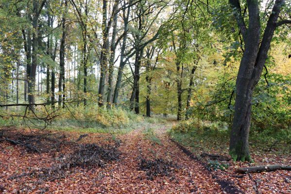 Holovousy, 31.10.2020
Obora Holovousy, hradiště - centrální část.
Schlüsselwörter: Holovousy obora hradiště Holovousy