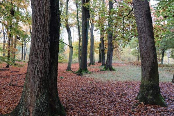 Holovousy, 31.10.2020
Obora Holovousy, hradiště - centrální část.
Mots-clés: Holovousy obora hradiště Holovousy