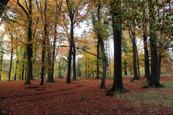 Holovousy, 31.10.2020
Obora Holovousy, hradiště - centrální část.
Klíčová slova: Holovousy obora hradiště Holovousy