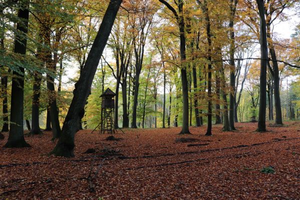 Holovousy, 31.10.2020
Obora Holovousy, hradiště - centrální část.
Klíčová slova: Holovousy obora hradiště Holovousy