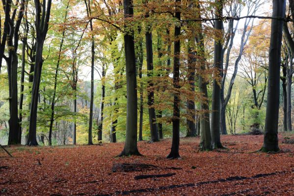 Holovousy, 31.10.2020
Obora Holovousy, hradiště - centrální část.
Klíčová slova: Holovousy obora hradiště Holovousy