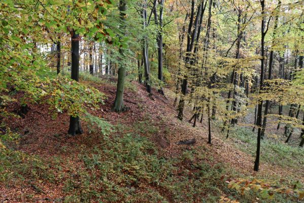 Holovousy, 31.10.2020
Obora Holovousy, západní část.
Mots-clés: Holovousy obora