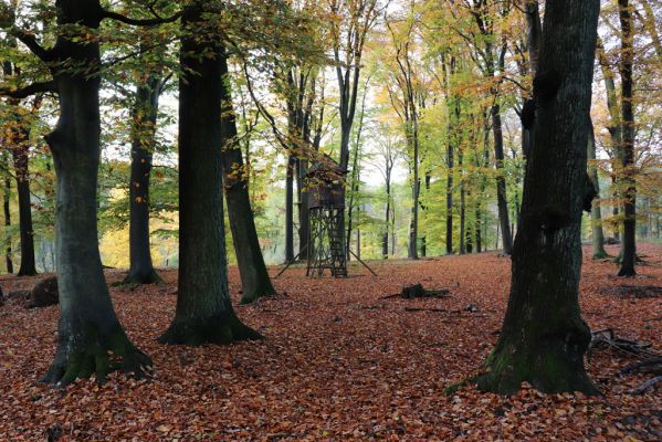 Holovousy, 31.10.2020
Obora Holovousy, hradiště - centrální část.
Klíčová slova: Holovousy obora hradiště Holovousy