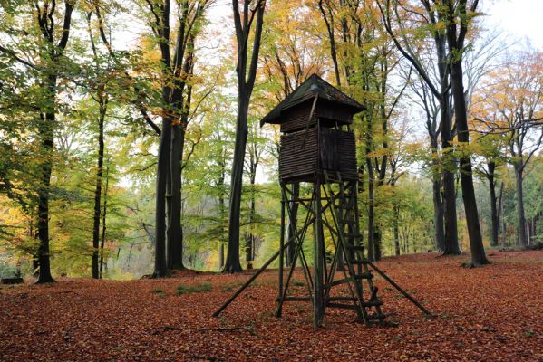 Holovousy, 31.10.2020
Obora Holovousy, hradiště - centrální část.
Klíčová slova: Holovousy obora hradiště Holovousy