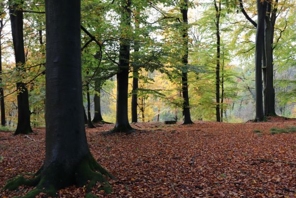 Holovousy, 31.10.2020
Obora Holovousy, hradiště - centrální část.
Klíčová slova: Holovousy obora hradiště Holovousy