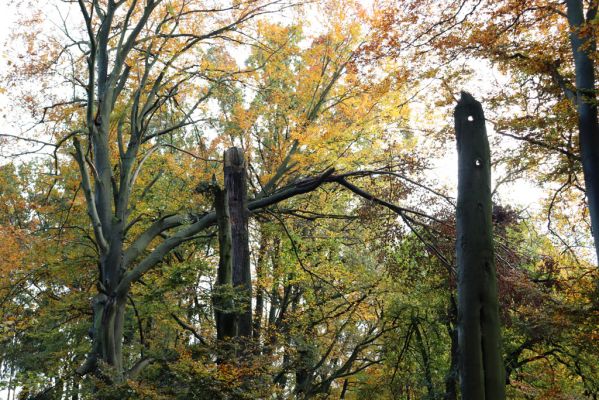 Holovousy, 31.10.2020
Obora Holovousy, hradiště - centrální část.
Klíčová slova: Holovousy obora hradiště Holovousy