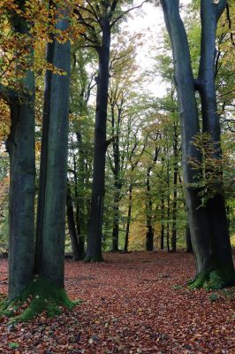 Holovousy, 31.10.2020
Obora Holovousy, hradiště - jižní část.
Klíčová slova: Holovousy obora hradiště Holovousy