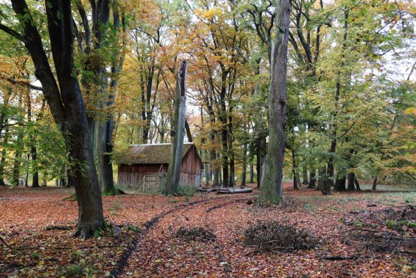 Holovousy, 31.10.2020
Obora Holovousy, hradiště - centrální část.
Mots-clés: Holovousy obora hradiště Holovousy