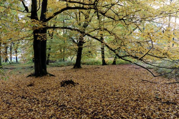Holovousy, 31.10.2020
Obora Holovousy, hradiště - jižní část.
Klíčová slova: Holovousy obora hradiště Holovousy