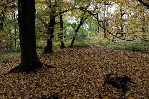 Holovousy, 31.10.2020
Obora Holovousy, hradiště - jižní část.
Klíčová slova: Holovousy obora hradiště Holovousy