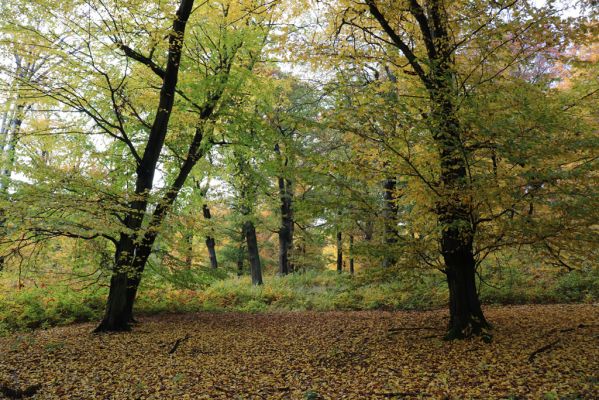 Holovousy, 31.10.2020
Obora Holovousy, hradiště - jižní část.
Klíčová slova: Holovousy obora hradiště Holovousy