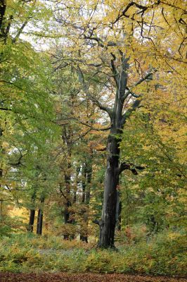 Holovousy, 31.10.2020
Obora Holovousy, hradiště - jižní část.
Klíčová slova: Holovousy obora hradiště Holovousy